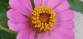 Zinnia elegans