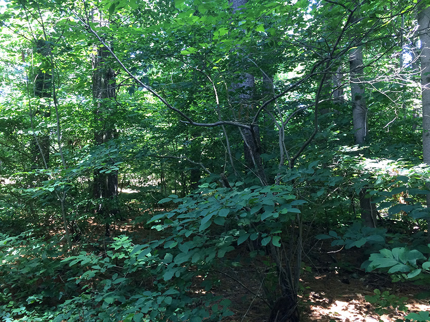 spicebush07.jpg
