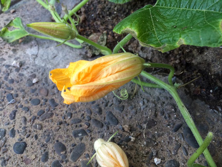 squash02.jpg