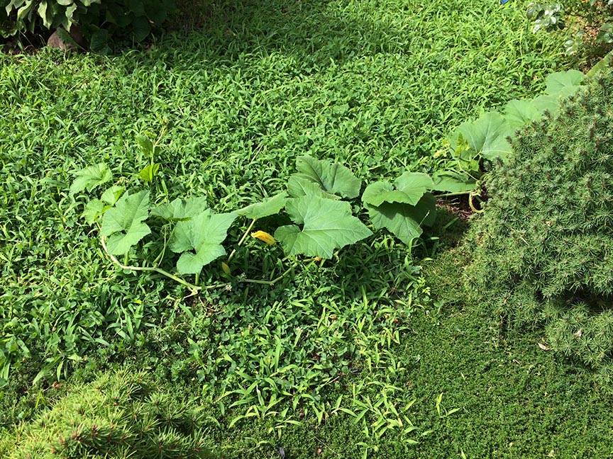 squash05.jpg