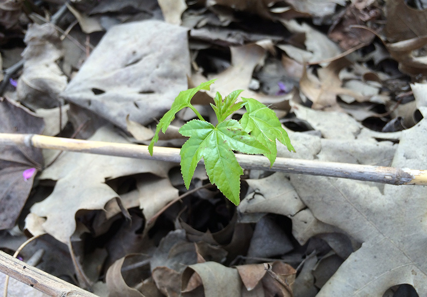 sweetgum_07.jpg