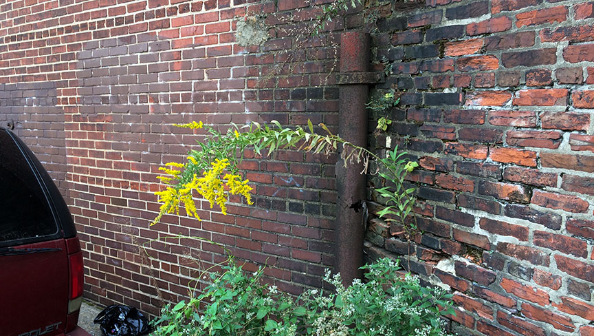 tallgoldenrod01.jpg
