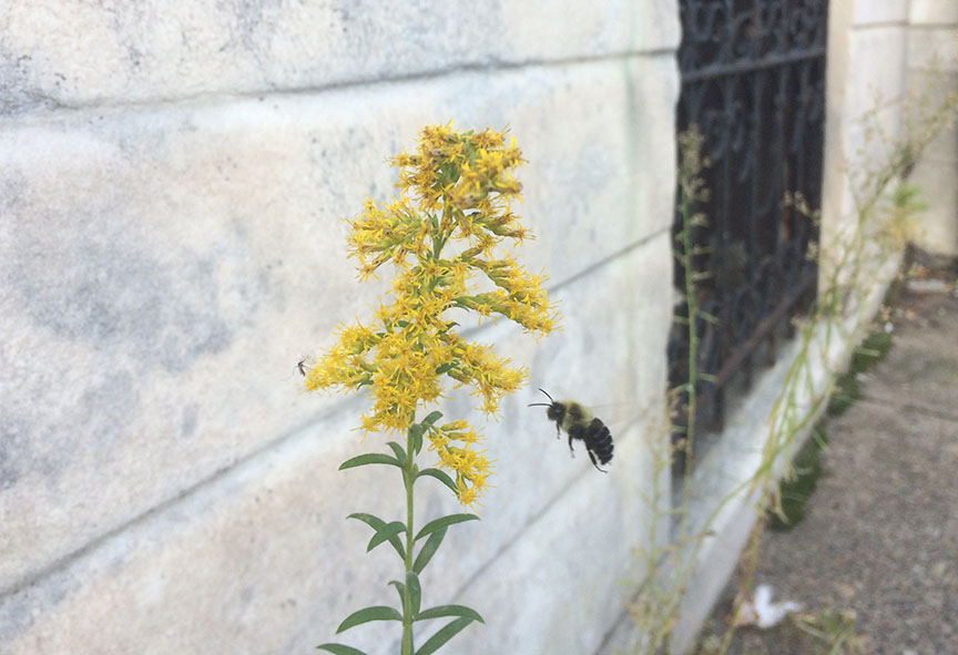 tallgoldenrod02.jpg