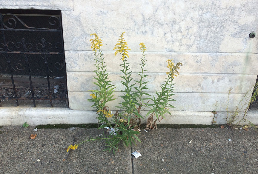 tallgoldenrod03.jpg