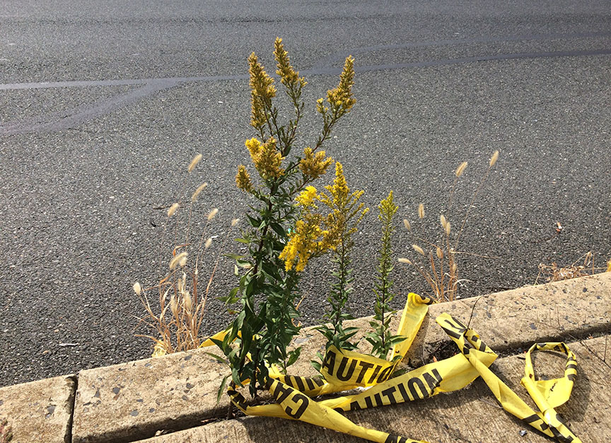 tallgoldenrod04.jpg