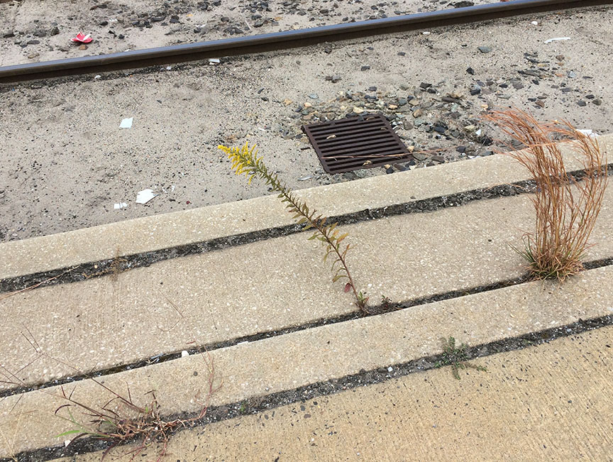 tallgoldenrod05.jpg