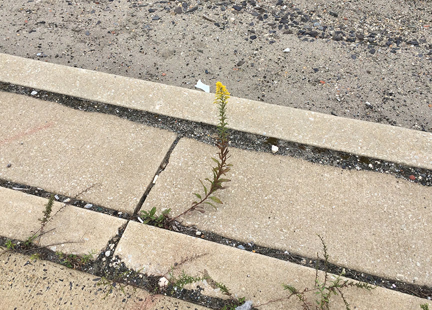 tallgoldenrod06.jpg