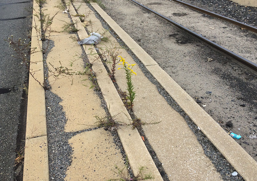 tallgoldenrod07.jpg