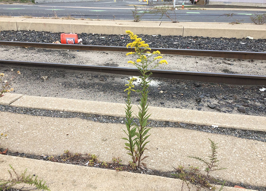 tallgoldenrod08.jpg