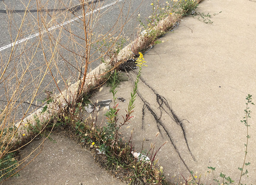 tallgoldenrod09.jpg