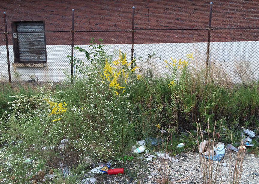 tallgoldenrod10.jpg