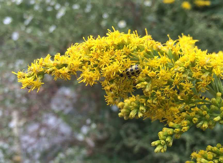 tallgoldenrod11.jpg