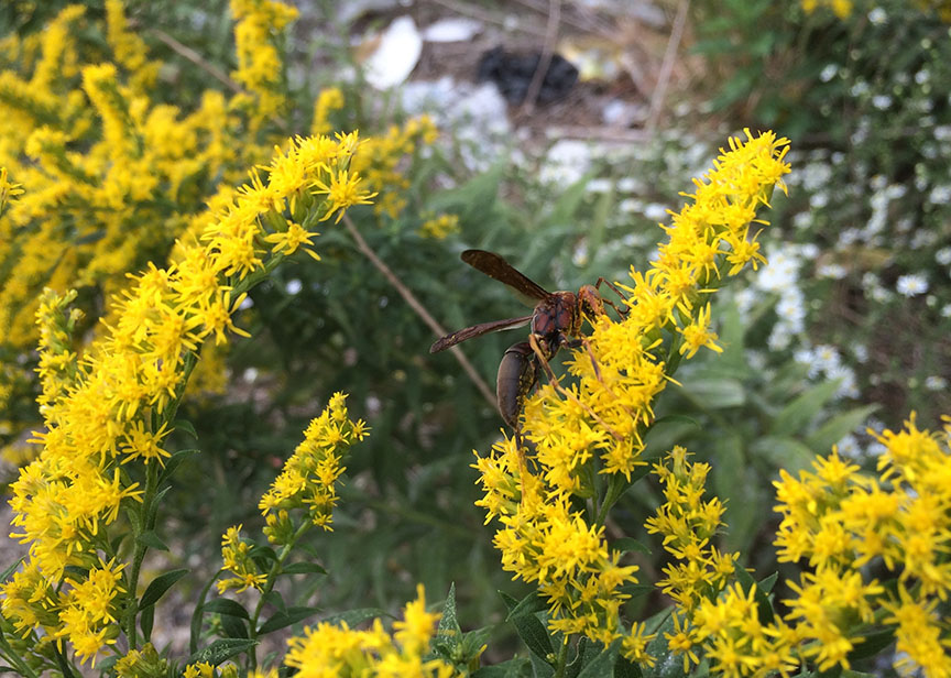 wasp01.jpg