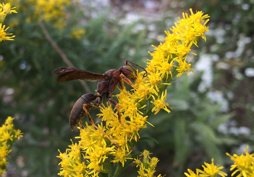 wasp02.jpg