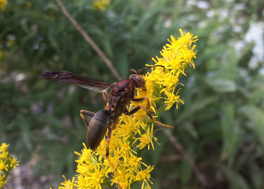 wasp03.jpg