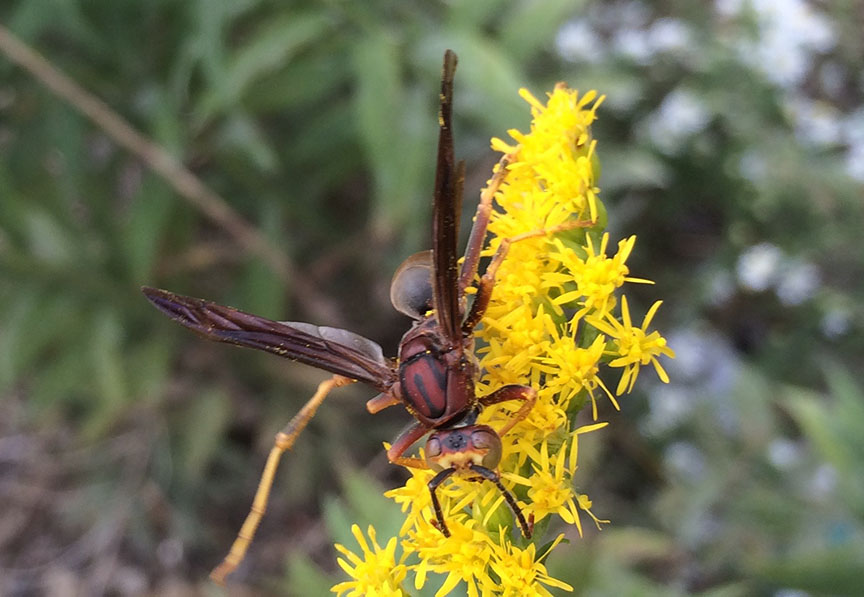 wasp04.jpg