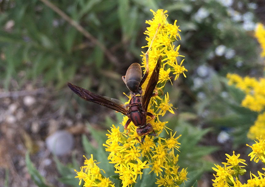 wasp05.jpg