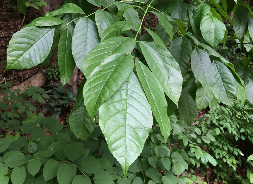 White Ash (Fraxinus americana)