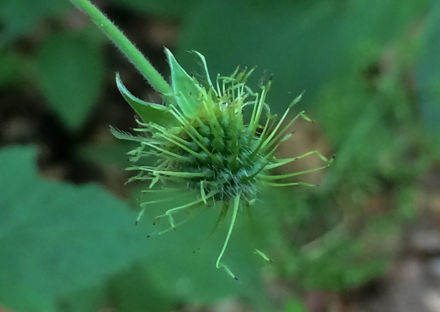 whiteavens03.jpg