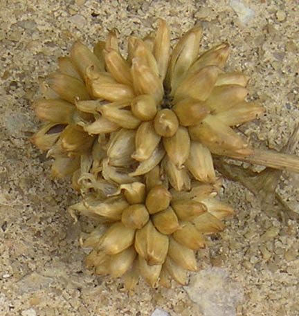 garlic_05.jpg