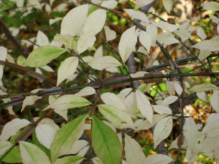 winged_07.jpg