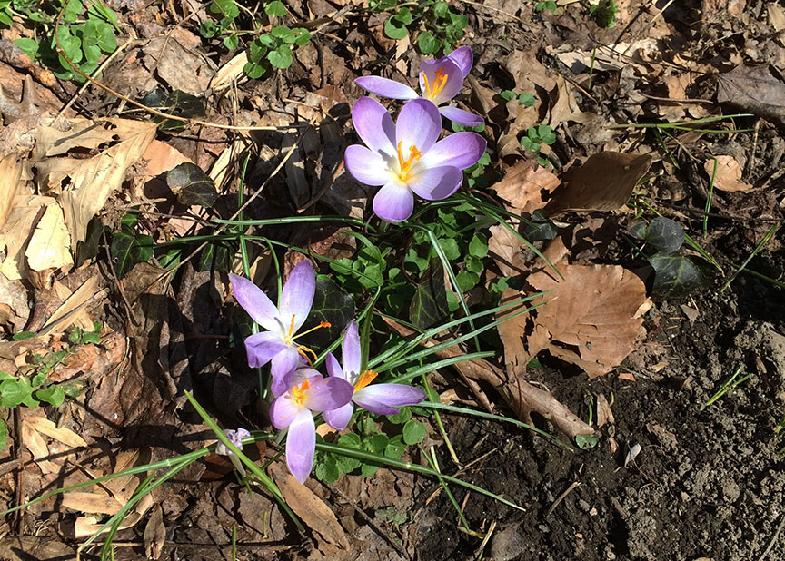 crocust04.jpg