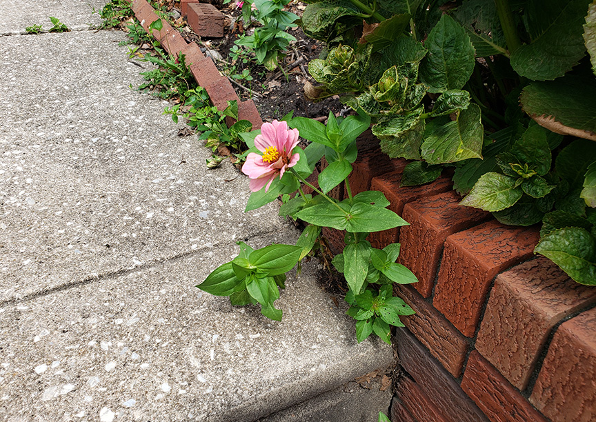 zinnia05.jpg